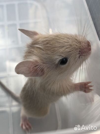 Дегу цветные из питомника