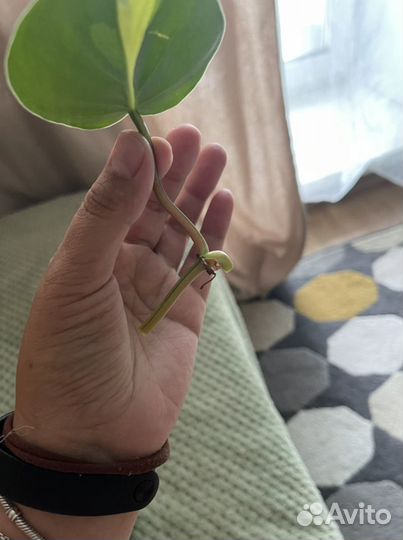 Филодендрон лазающий