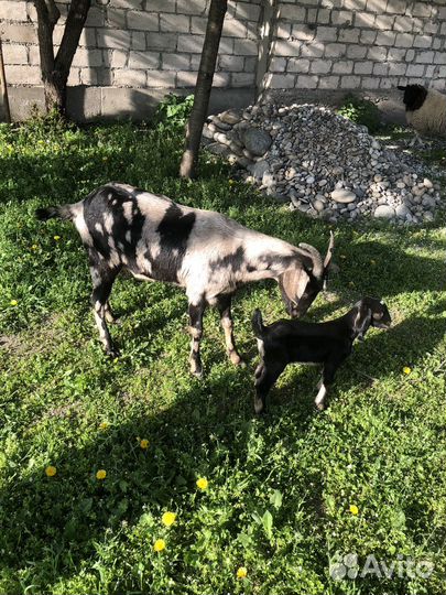 Козы бараны