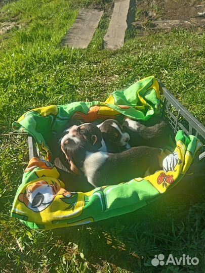 Щенки эстонский гончей