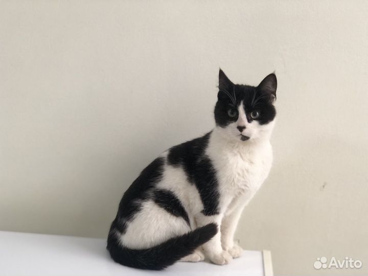 Котята от домашней кошки