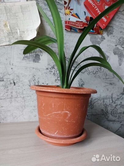 Комнатные цветы кливия