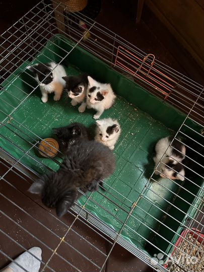 Котята 1,5 месяца