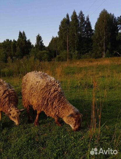 Бараны овцы