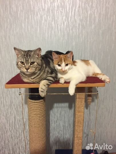 Кот Британец в добрые руки