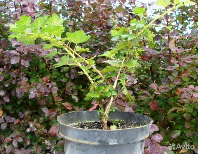 Саженцы крыжовника Зеленый Изумруд