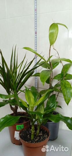 Комнатные растения