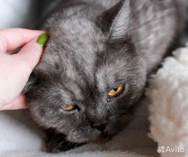 Шикарный кот