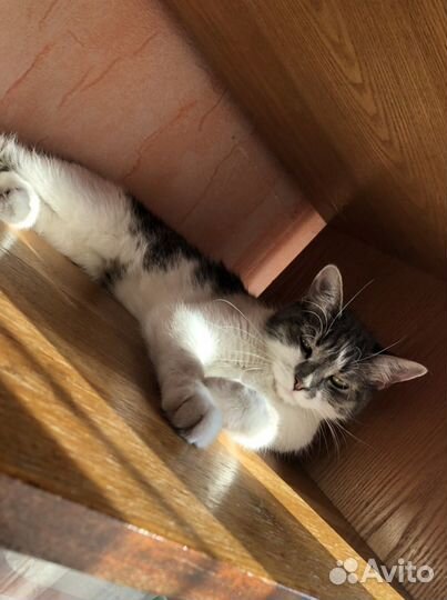 Зооняня, передержка животных