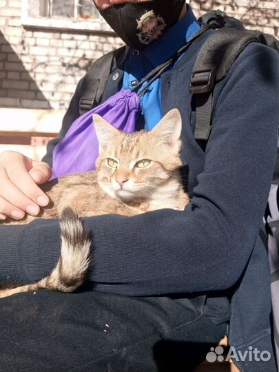 Котëнок мальчик