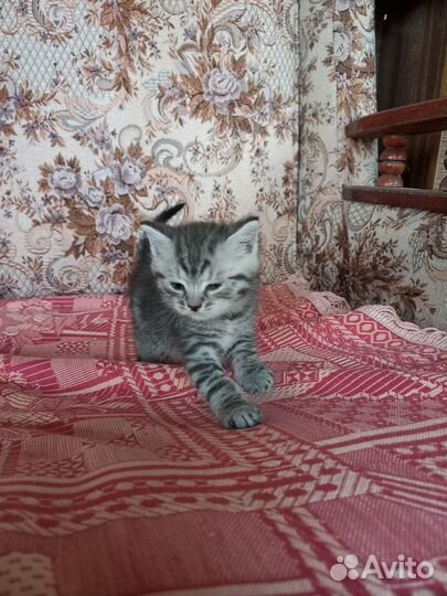 Отдадим котят в хорошие руки от умной кошки