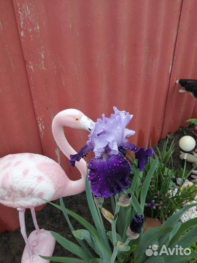 Ирисы бородатые