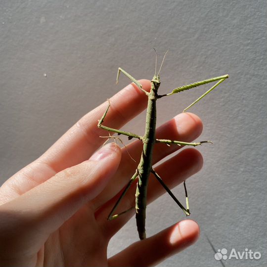 Аннамский палочник