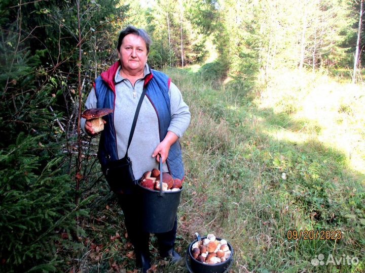 Грибы лисички