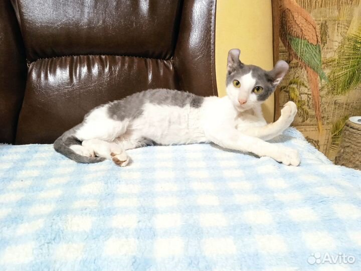 Бриллиантовый эльф