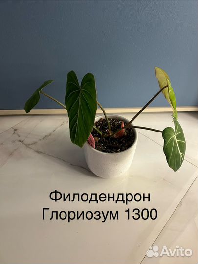 Комнатные растения