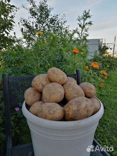 Продам картофель