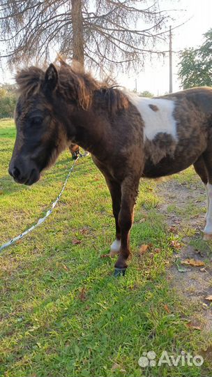 Шетлендский пони