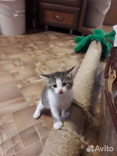 Кошка