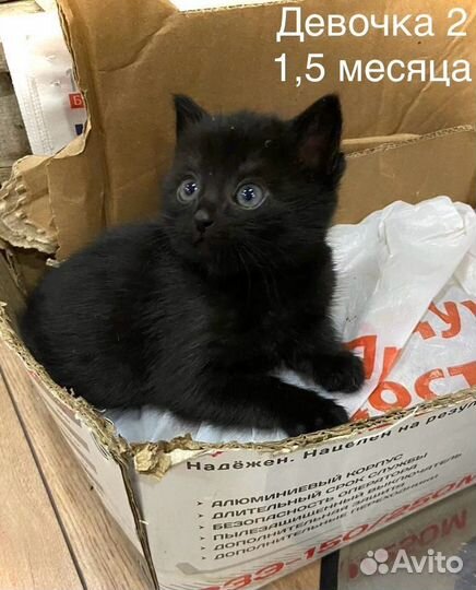 Котята в добрые руки