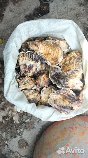 Мясо рапана большой + Мидии
