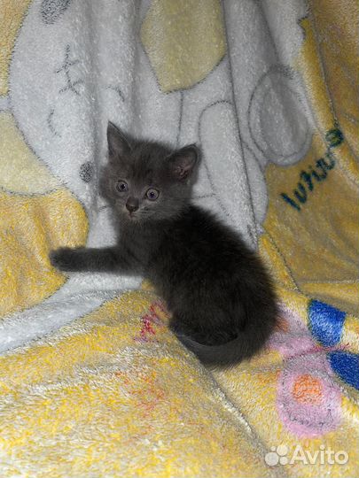 Котенок. Мальчик