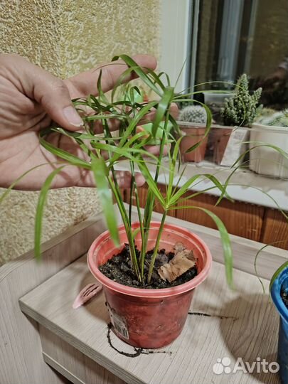 Циперус папирус