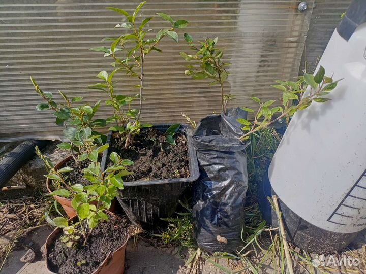 Кизильник, ива и дуб