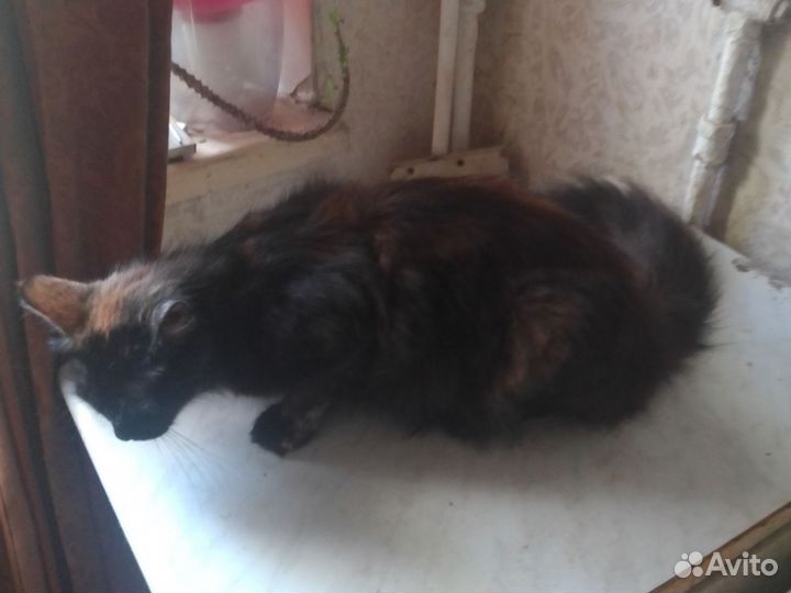 Котёнок девочка мейн-кун помесь