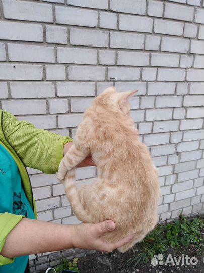 Котик Персик ищет хозяев