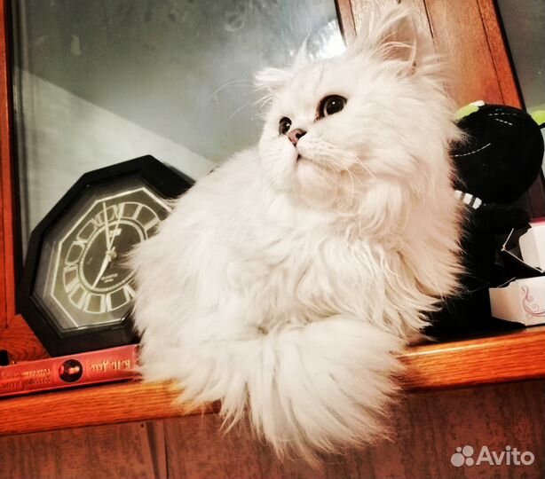 Красавец блондин ждет в гости дам (вязка)