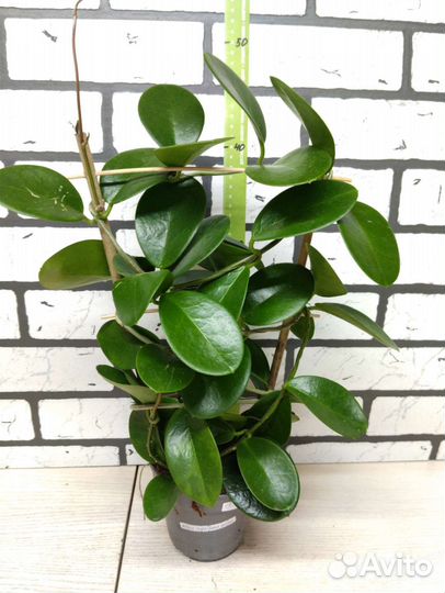 Хойя аустралис лиза