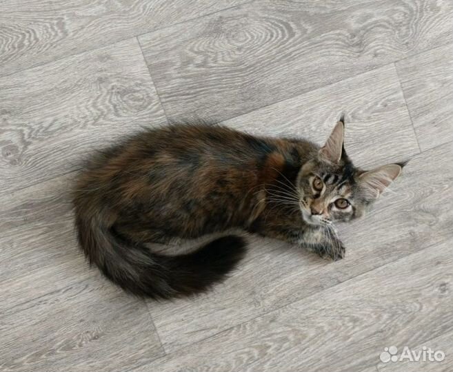 Котята Мейн-кун с документами