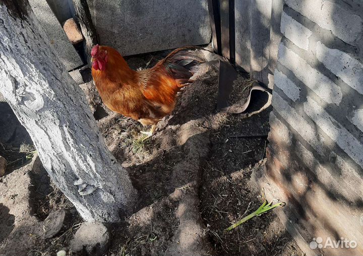 Петух Полтавский