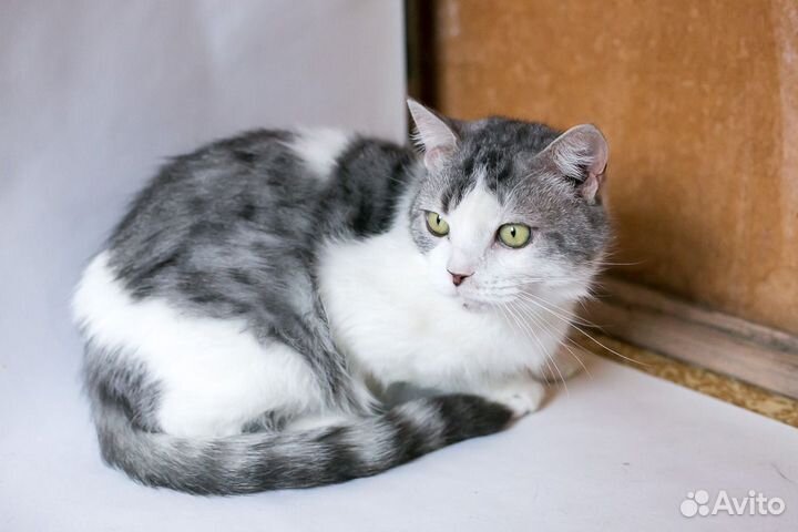 Кот Василий