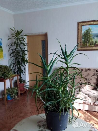 Сансевиерия