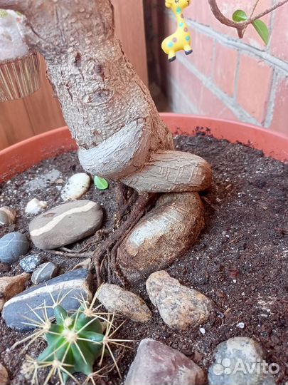 Фикус бансай