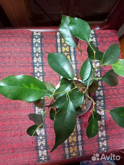 Бенджамина