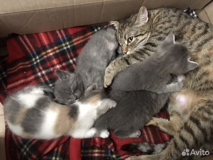 Котята отдам даром