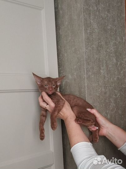 Ориентальные котята с документами