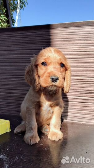 Кокер спаниель