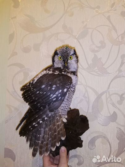 Чучело совы