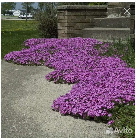 Многолетний флокс стелющийся и другие растения