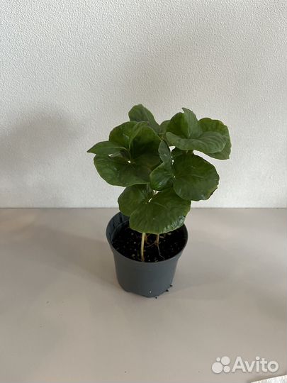 Кофе Арабика