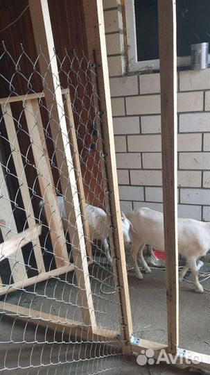 Козы и козлята продажа