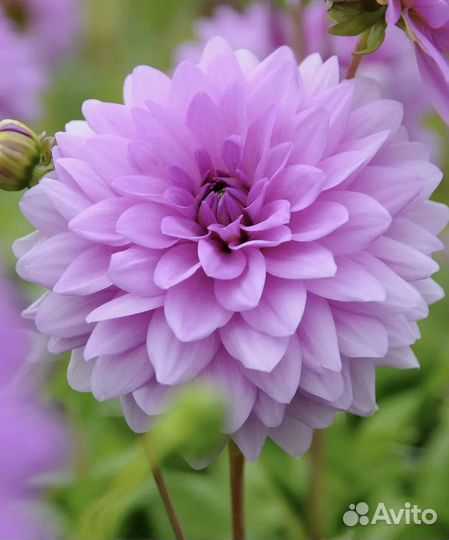 Корни георгина сиреневые