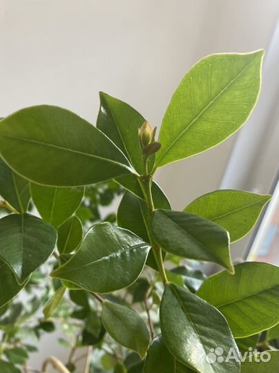 Арбутус обыкновенный. (Земляничное дерево)