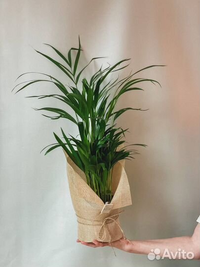 Комнатные растения