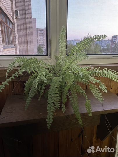 Папоротник