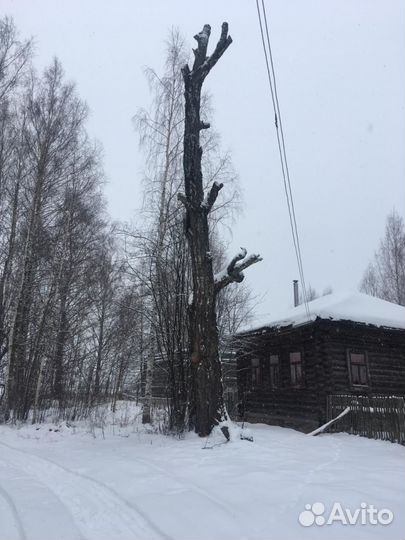 Спил опасного дерева